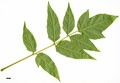 SpeciesSub: var. tanakae